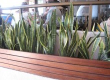 Kwikfynd Indoor Planting
boranup