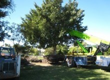 Kwikfynd Tree Management Services
boranup